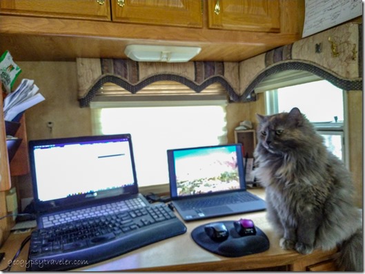 Sierra cat on desk with two laptops in RV Bryce Canyon National Park Utah