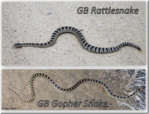 Great Basin Rattlesnake & Gopher snake