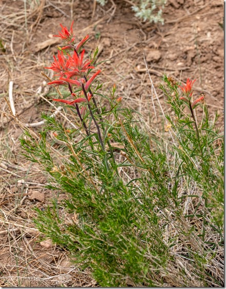 red Paintbrush flowers Bryce Canyon National Park Utah