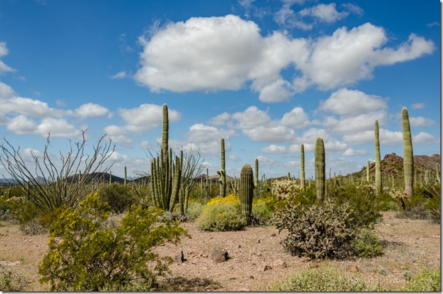 flowers desert cactus mountain clouds Ajo Mt Dr Organ Pipe Cactus National Monument Arizona