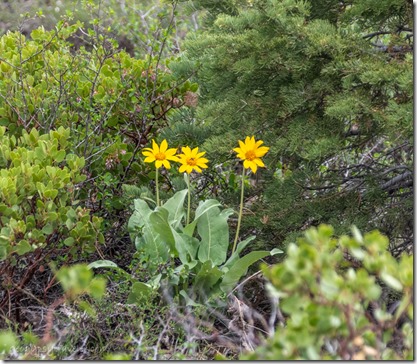 yellow Arrow Balsamroot flowers Farview overlook Bryce Canyon National Park Utah