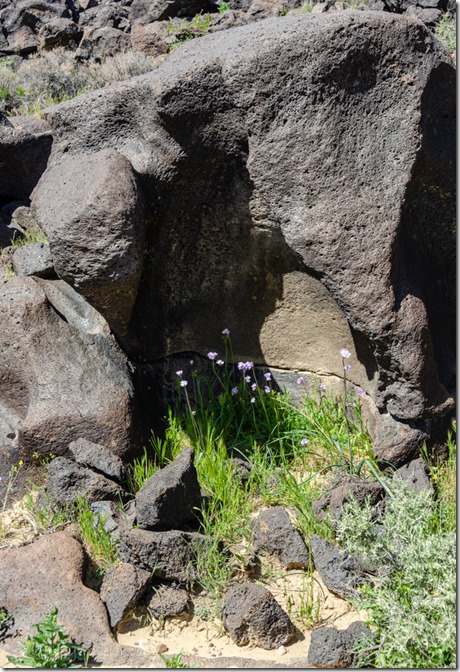 unidentified purple flowers water carved basalt Fossil Falls BLM Little Lake California
