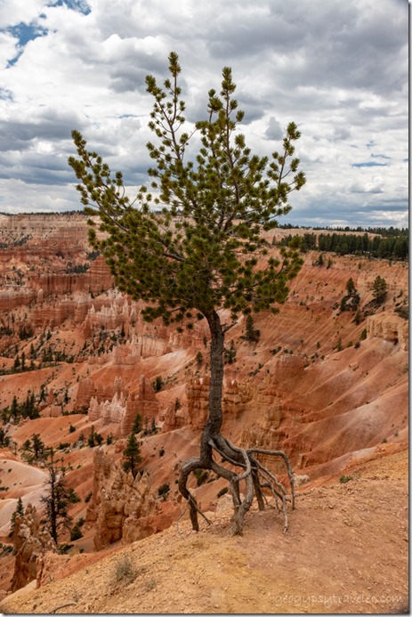 Limber Pine roots exposed on rim hoodoos clouds Bryce Canyon National Park Utah