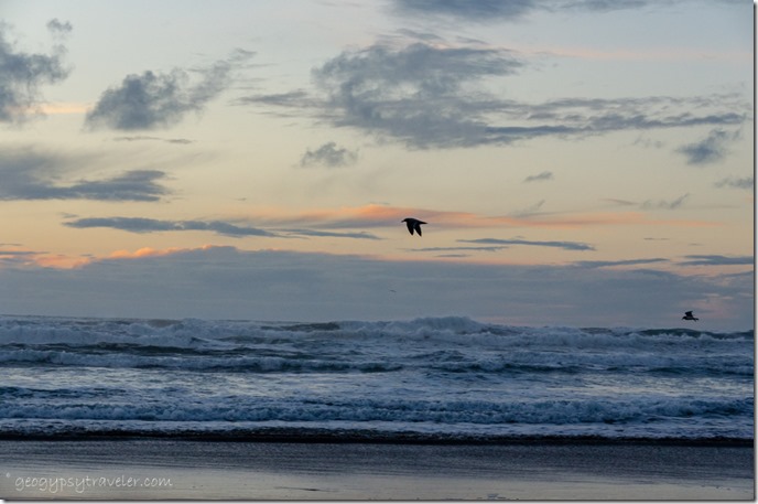 Sunset on the beach & sea gulls Bandon Oregon