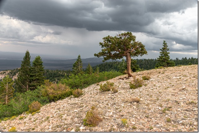 trees valley storm clouds Marble View Kaibab National Forest Arizona