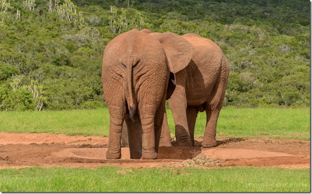 Elephants at waterhole Addo Elephant National Park South Africa