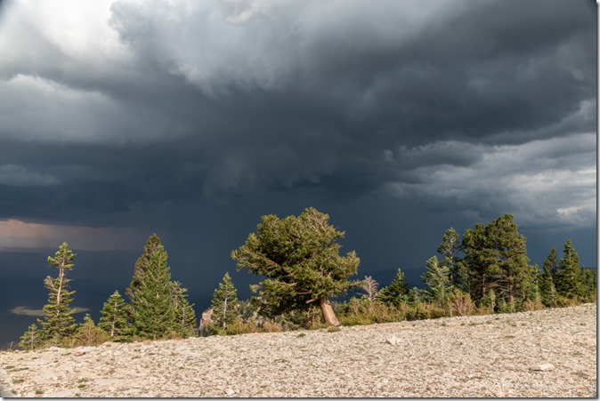 trees storm clouds Marble View Kaibab National Forest Arizona