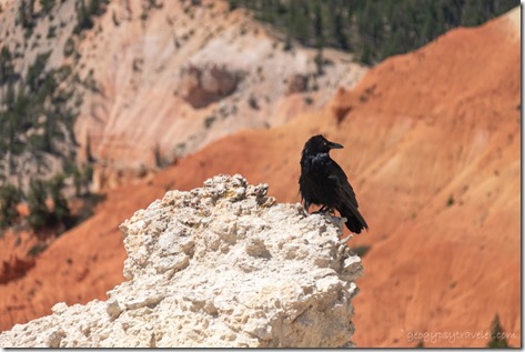 Raven Yovimpa Pt Bryce Canyon National Park Utah