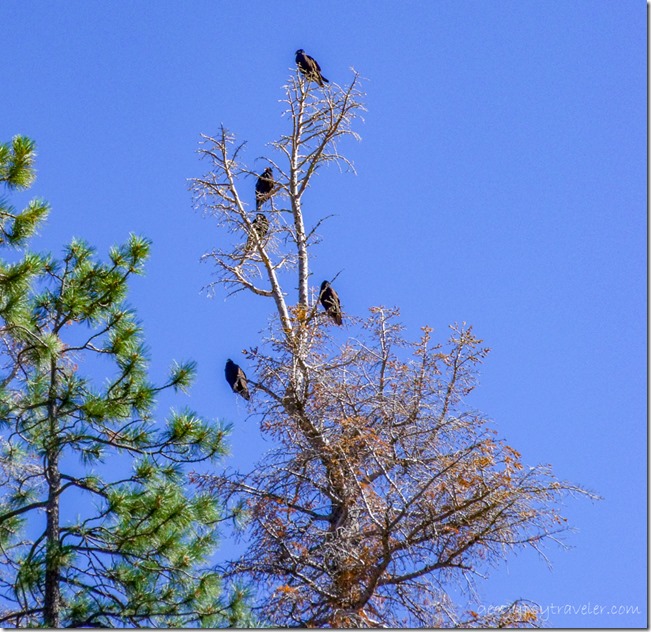 Five Turkey Vultures in tree top Hwy 67 North Kaibab National Forest Arizona