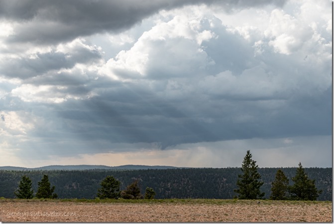 trees clouds crepuscular rays Marble View Kaibab National Forest Arizona