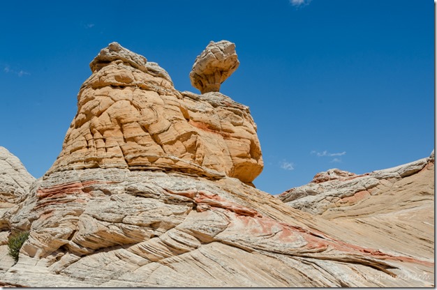 Toadstool White Pocket Vermilion Cliffs National Monument Arizona
