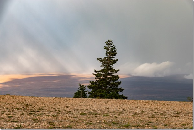 trees sunrays inversion clouds Marble View Kaibab National Forest Arizona
