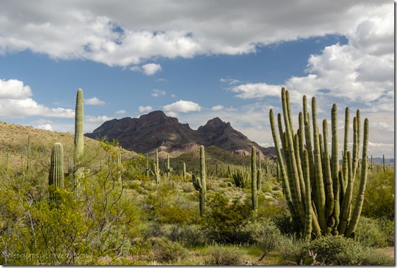 flowers desert cactus mountains clouds Ajo Mountain Drive Organ Pipe National Monument Arizona