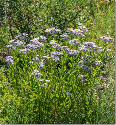 lavendar Fleabane flowers FR219 Kaibab National Forest Arizona
