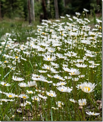 white daisy flowers FR610 Kaibab National Forest Arizona