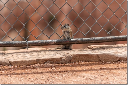 Ground Squirrel at fence Sunrise Point Bryce Canyon National Park Utah