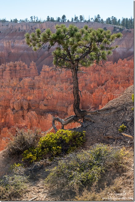 lone Ponderosa Pine tree on rim hoodoos Bryce Canyon National Park Utah