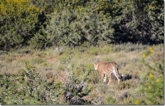 Cheetah Mt Zebra National Park Eastern Cape South Africa