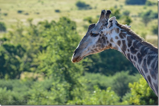 Giraffe Pilanesberg Game Reserve South Africa