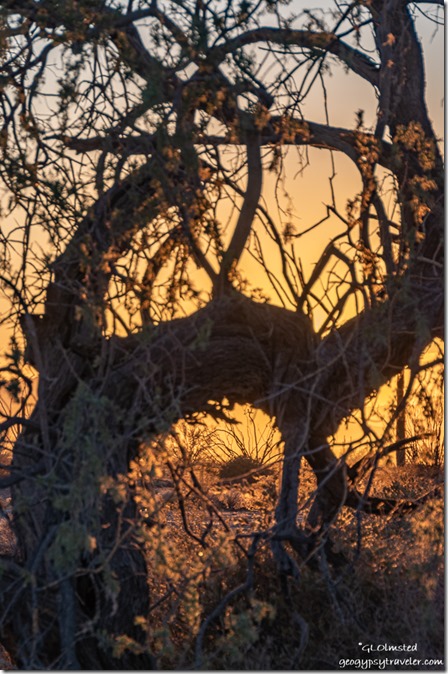 Mesquite tree sunset Palm Canyon Road BLM Kofa National Wildlife Refuge Arizona