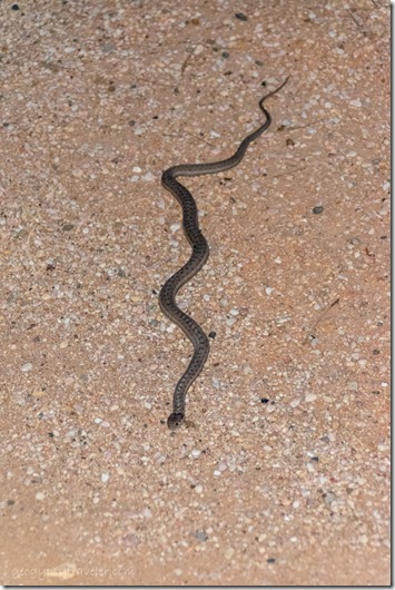 snake Bryce Canyon National Park Utah