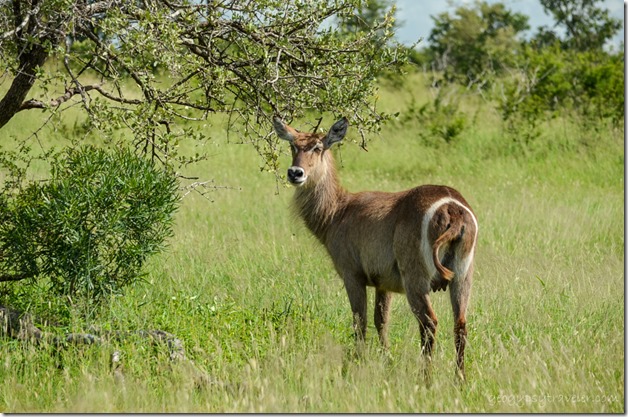Waterbuck Kruger National Park South Africa