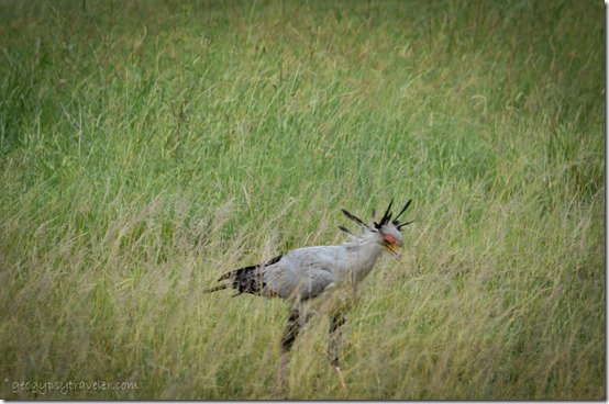 DSC_3948lewfbr Secretary bird Kruger National Park South Africa