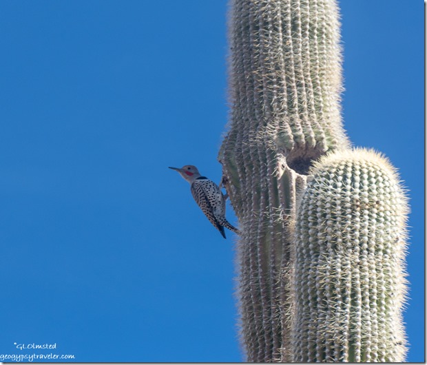 Flicker bird Saguaro cactus Ghost Town Road BLM Congress Arizona