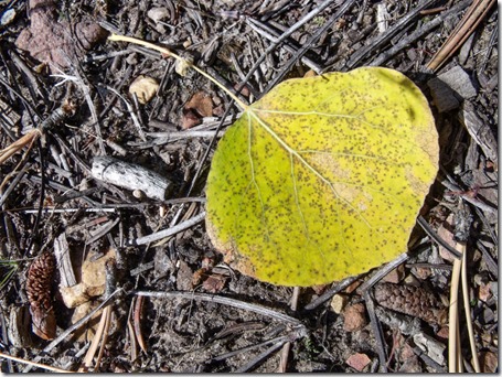 Golden aspen leaf Pleasant Valley Kaibab National Forest Arizona