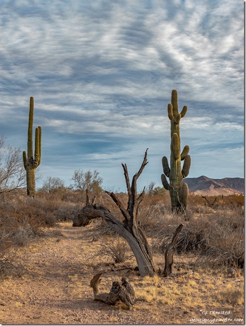 Saguaro cactus desert mountains clouds Palm Canyon Road BLM Kofa National Wildlife Refuge Arizona