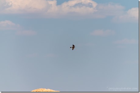 Peregrine Falcon bird Natural Bridge overlook Bryce Canyon National Park Utah