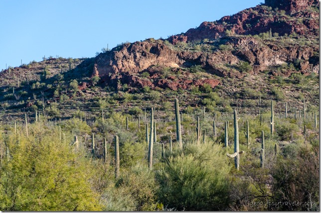 Sonoran Desert Saguaro cactus Black Mt Darby Well Rd BLM Ajo Arizona