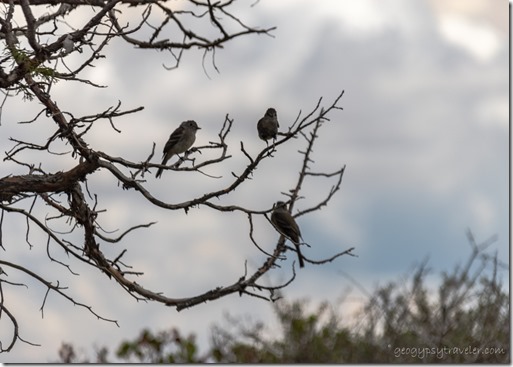 birds on branch Bryce Canyon National Park Utah