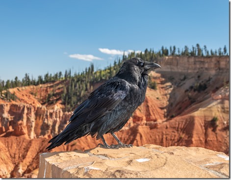 Raven bird Agua Canyon Bryce Canyon National Park Utah