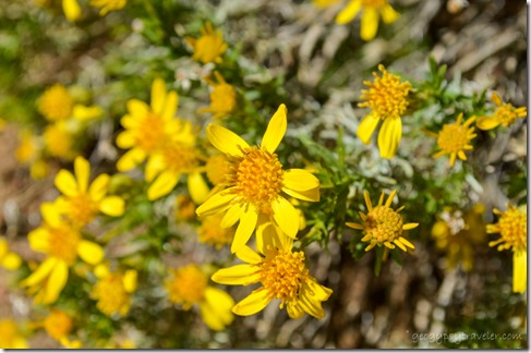 Flowering brittlebush Weaver Mts Yarnell Arizona
