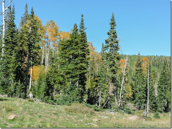 evergreens and fall aspen SR14 East Dixie National Forest Utah