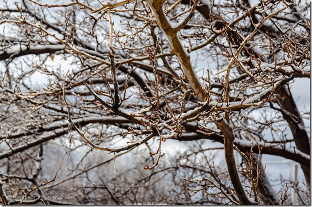Snow on branches from RV window Kanab Utah