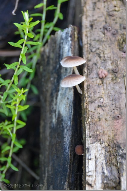 Mushrooms Suspension Bridge trail Tsitsikamma National Park South Africa