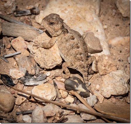 Horned lizard Bryce Canyon National Park Utah