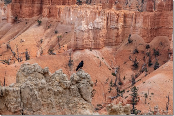 Raven hoodoos Sunset Point Bryce Canyon National Park Utah