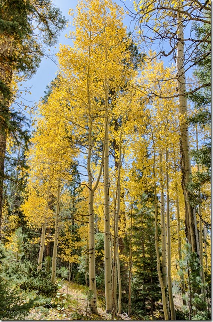 fall Aspen trees FR611 Kaibab National Forest Arizona