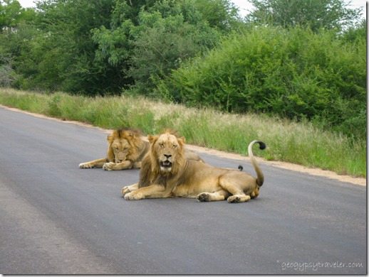 Male lions Kruger National Park Mpumalanga South Africa