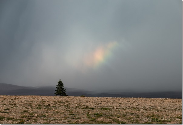 tree rainbow Marble View Kaibab National Forest Arizona