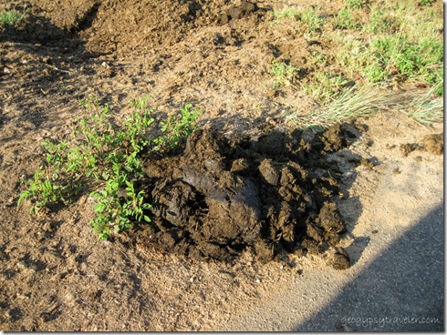 Rhino dung with Dung beetles Kruger National Park Mpumalanga South Africa