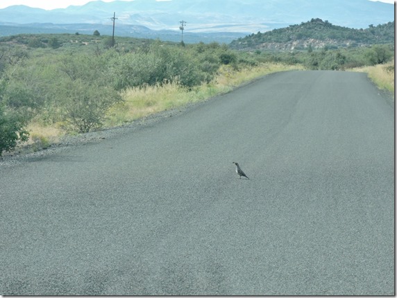 Quail bird Ferguson Valley Rd Skull Valley Arizona