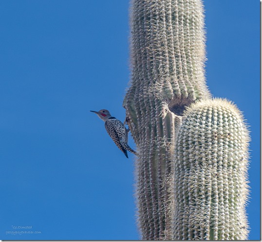 Flicker bird Saguaro cactus Ghost Town Rd BLM Congress AZ