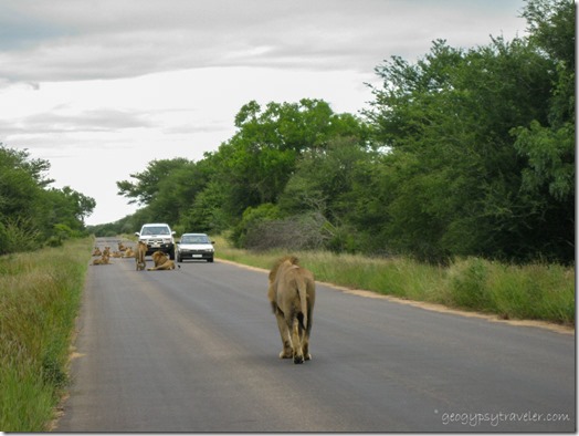 Lions Kruger National Park Mpumalanga South Africa