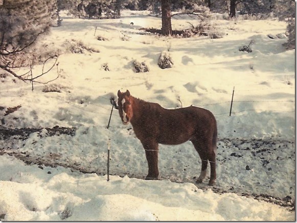 Aces horse in snow Wenatchee Washington 1987