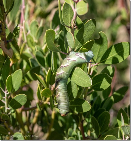 unidentified larvae on Manzanita bush Skull Valley Arizona