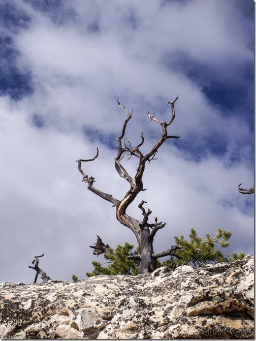 Dead tree against sky along snowy Bright Angel Point trail North Rim Grand Canyon National Park Arizona